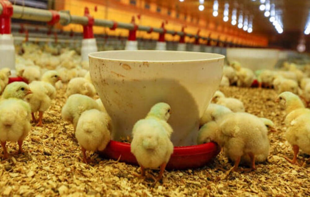 8 Bệnh Thường Gặp Và Cách Phòng Trị