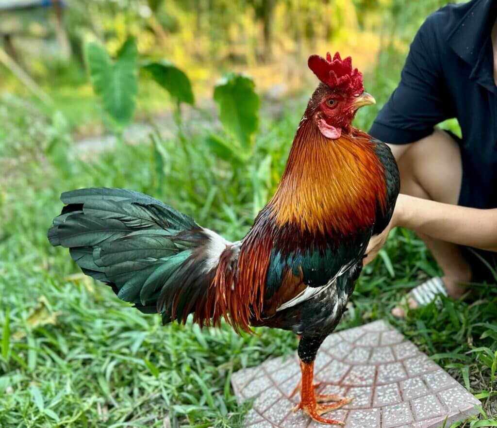 5 Bài Tập Phát Triển Cơ Bắp Cho Gà Bo Lớn