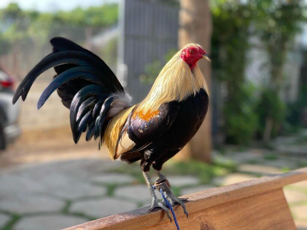 Lịch Chăm Sóc Chi Tiết Theo Tháng Tuổi