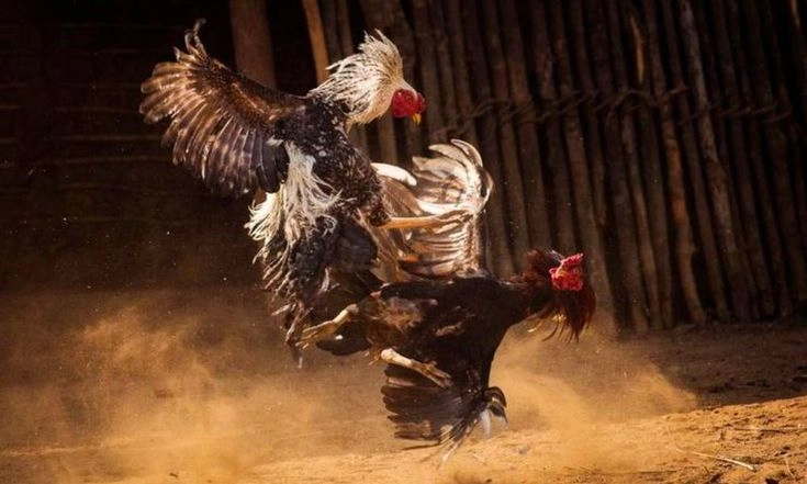 Lịch Tập Luyện Chi Tiết Theo Tuần