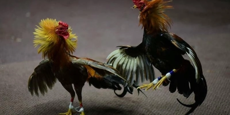 Cách Đăng Ký Và Chơi Đá Gà Thomo 789bet