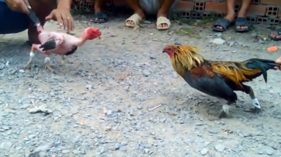 Chiến Lược Cược Đá Gà Tre 789bet Thông Minh